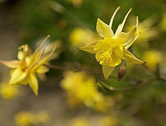  《崩坏：星穹铁道》忘归人角色PV——「子不语」